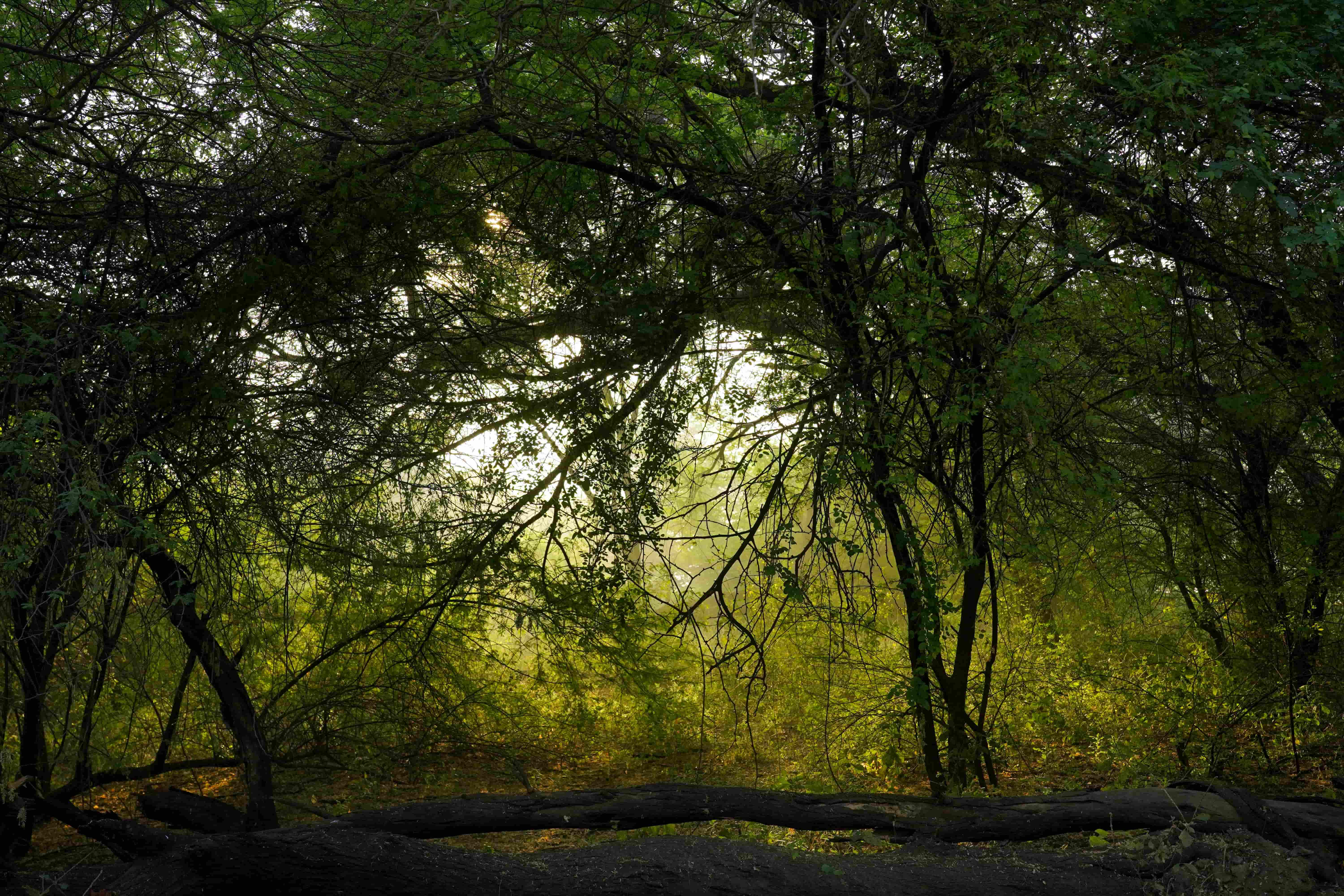 tree